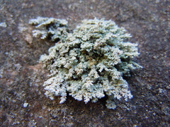 Stereocaulon saxatile