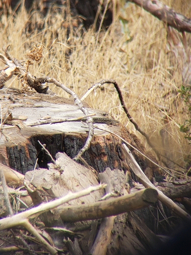 iNaturalist observation photo of Western Fence Lizard