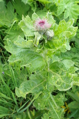 Cirsium kamtschaticum