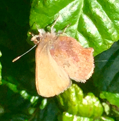 Callophrys augustinus iroides