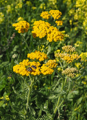 Achillea arabica