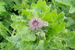 Cirsium kamtschaticum
