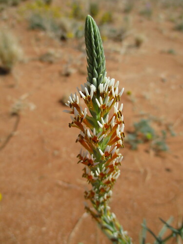 Image of Hebenstretia parviflora by no rights reserved