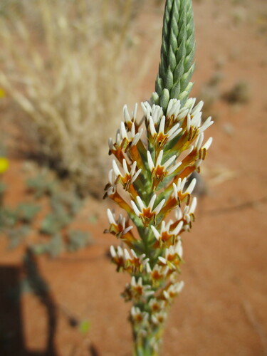 Image of Hebenstretia parviflora by no rights reserved