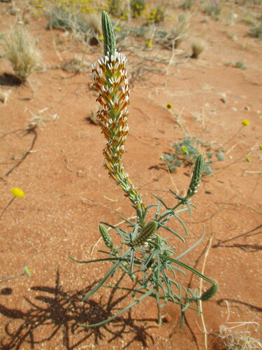 Fewflower Slugwort (Hebenstretia parviflora)
