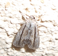Catabenoides