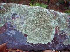 Xanthoparmelia stenophylla