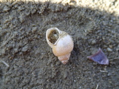 Bithynia tentaculata