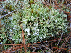 Cladonia turgida