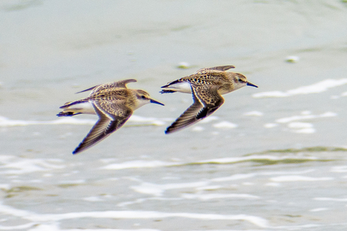 Correlimos semipalmeado (Calidris pusilla)