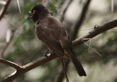 Pycnonotus nigricans