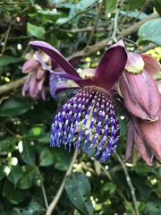 Passiflora ambigua image