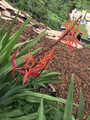 Chasmanthe floribunda