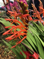 Chasmanthe floribunda