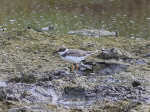 Long-billed Plover