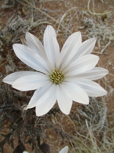 Image of Rough White Gazania (Gazania jurineifolia) by no rights reserved