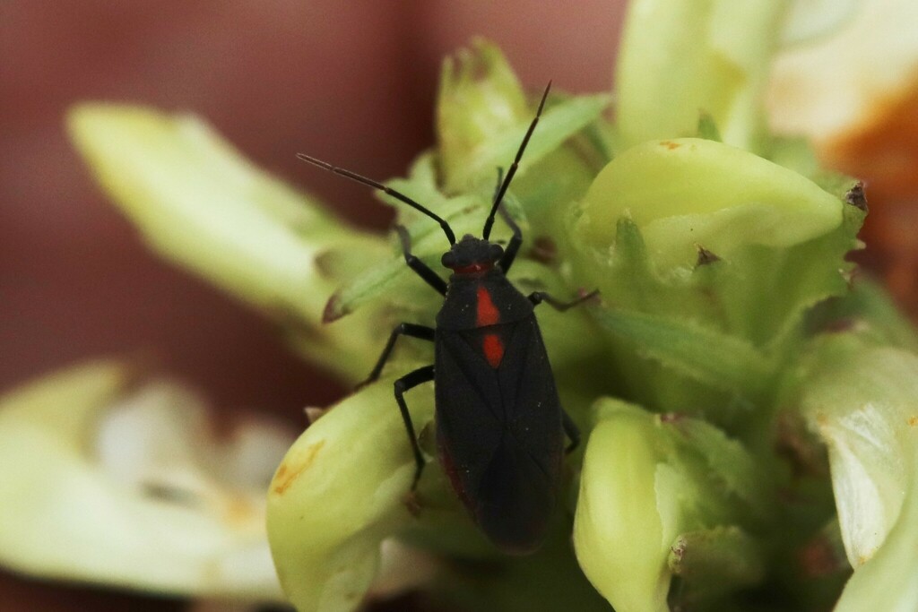 Prepops eremicola