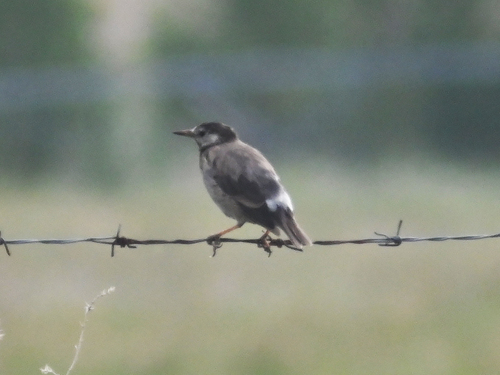White-cheeked Starling