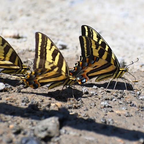 Three-tailed Tiger Swallowtail