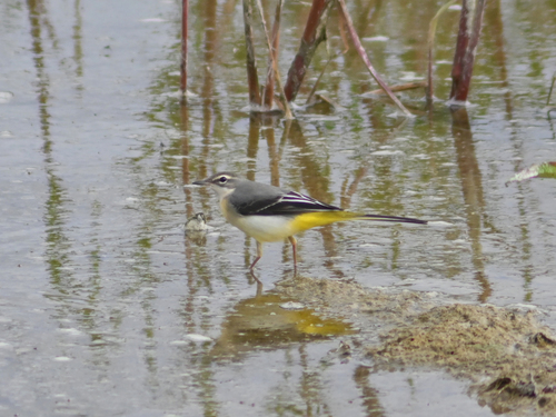 Grey Wagtail