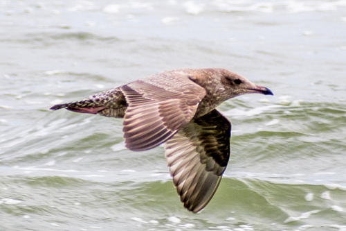 Gaviota argéntea americana (Larus smithsonianus)
