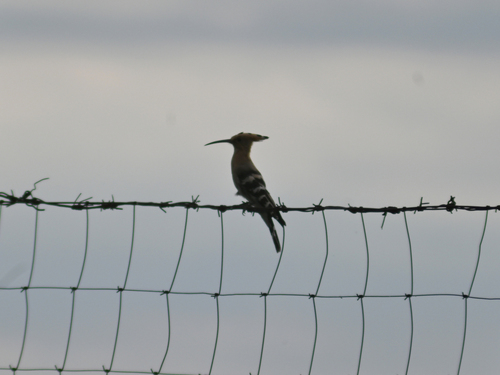 Common Hoopoe
