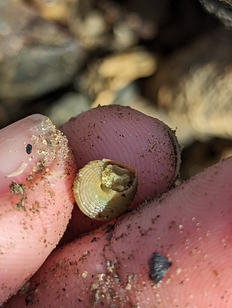 Top Snails from Livingstone, QLD, Australia on September 14, 2023 at 02