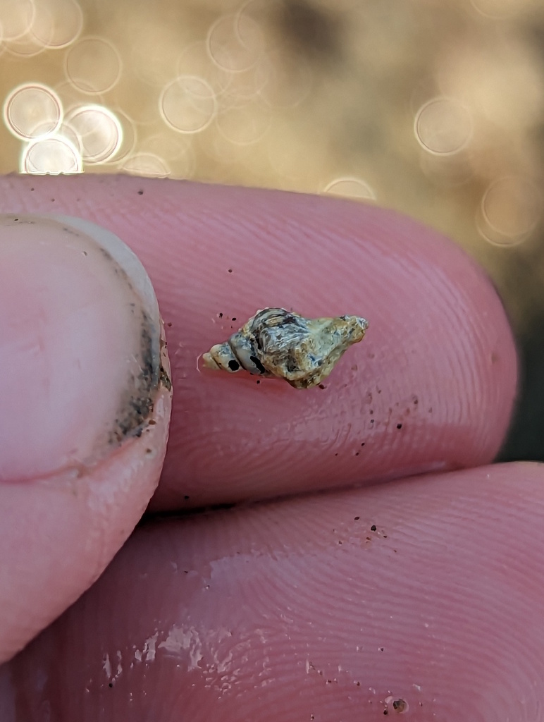 Gastropods from Livingstone, QLD, Australia on September 14, 2023 at 02 ...