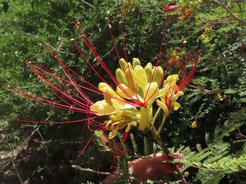 yellow bird-of-paradise shrub