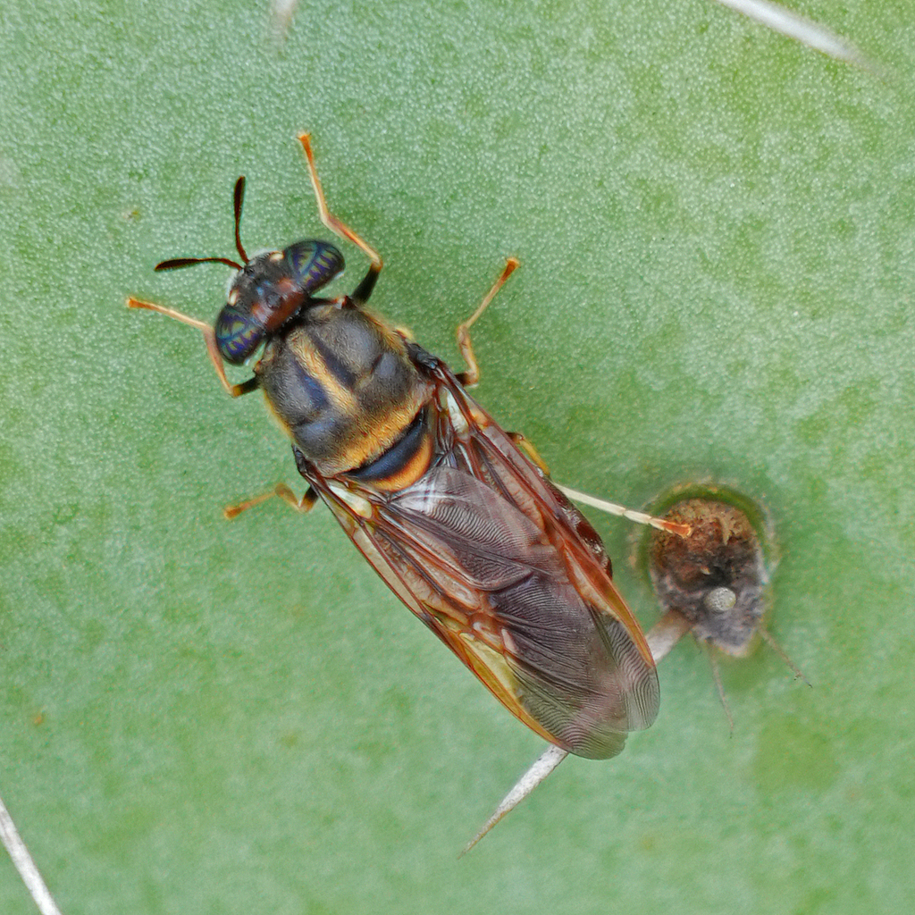 Hermetia ryckmani