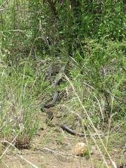 Masticophis taeniatus girardi