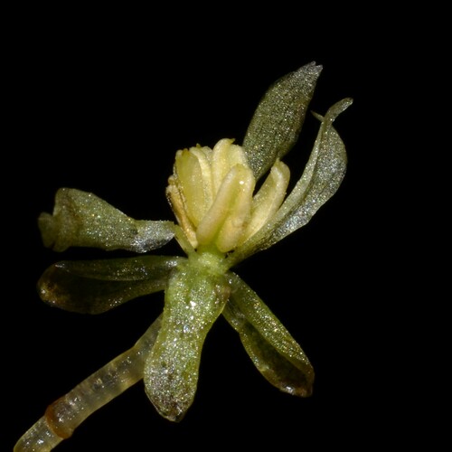 Hydrocharis laevigata (Humb. & Bonpl. ex Willd.) Byng & Christenh.