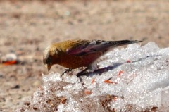 Leucosticte australis