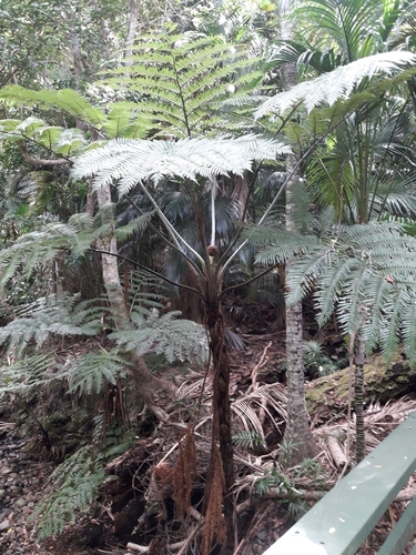 Sphaeropteris robusta, photograph 4