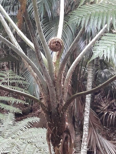 Sphaeropteris robusta, photograph 5