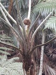 (c) naturewatchwidow, some rights reserved (CC BY) Sphaeropteris robusta, photograph (c) naturewatchwidow, some rights reserved (CC BY)