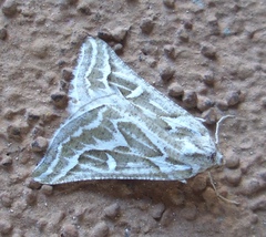 Plataea trilinearia