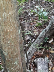 Didymocheton pachyphyllus