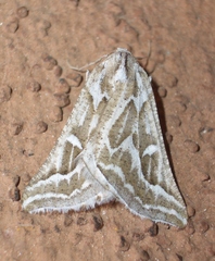 Plataea trilinearia