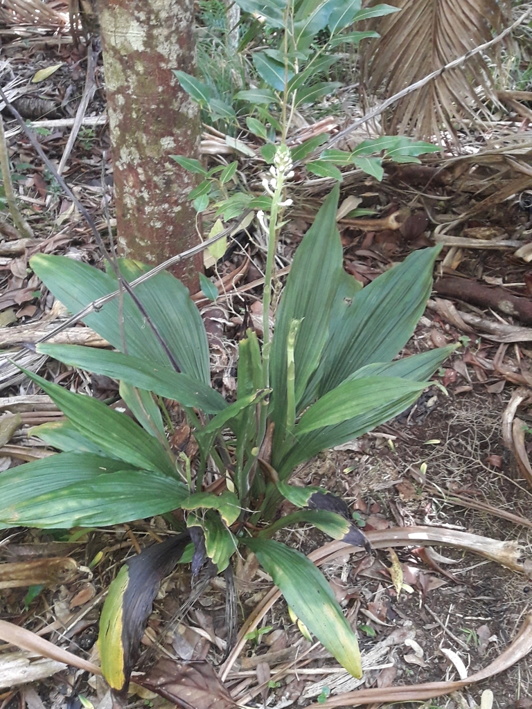 Calanthe triplicata