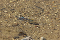 Cyprinodon salinus salinus