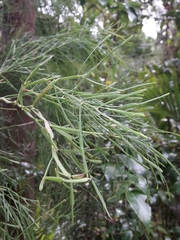 Carmichaelia exsul, photograph naturewatchwidow, CC BY, iNaturalist via GBIF