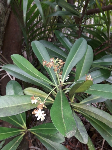 Image of Zygogynum howeanum by (c) naturewatchwidow, some rights reserved (CC BY)