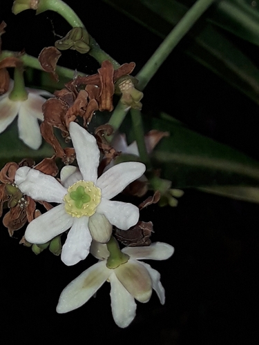 Image of Zygogynum howeanum by (c) naturewatchwidow, some rights reserved (CC BY)