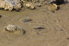 Cyprinodon salinus salinus