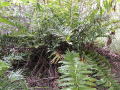 Acrostichum danaeifolium