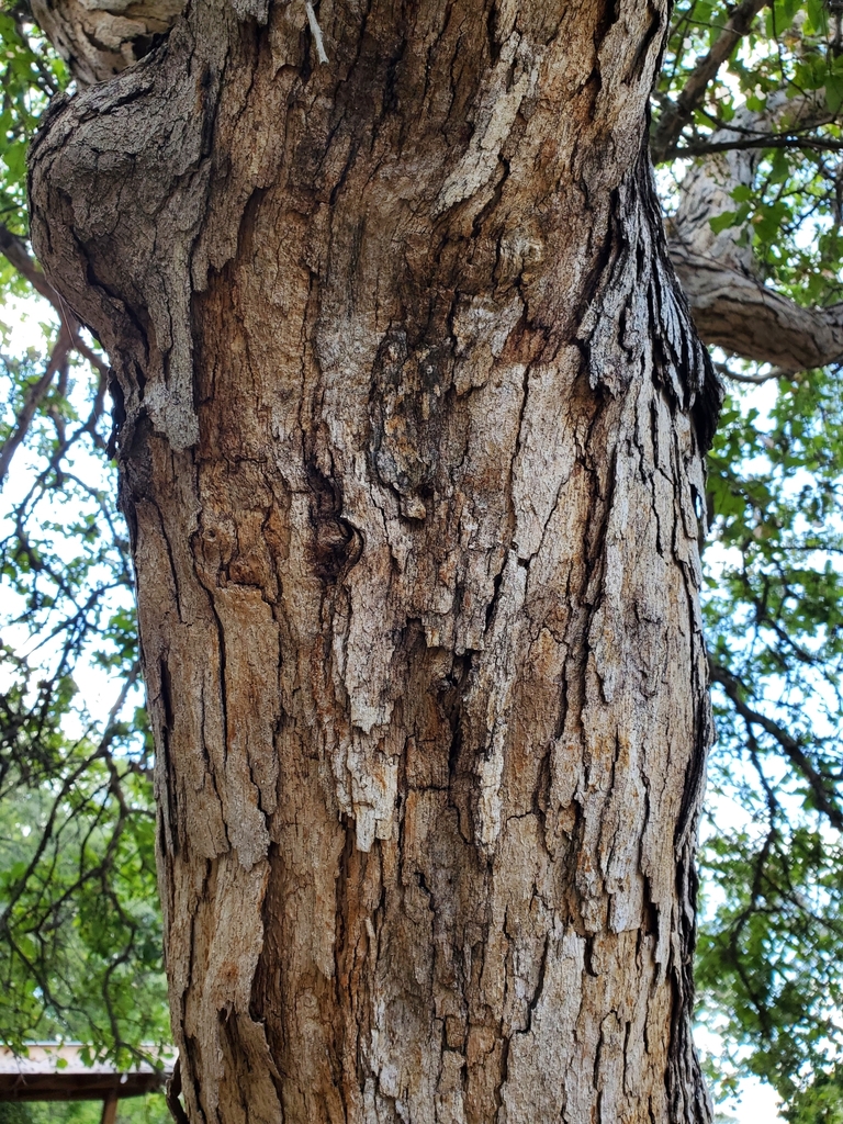 bastard oak from Junction, TX 76849, USA on September 18, 2023 at 0258