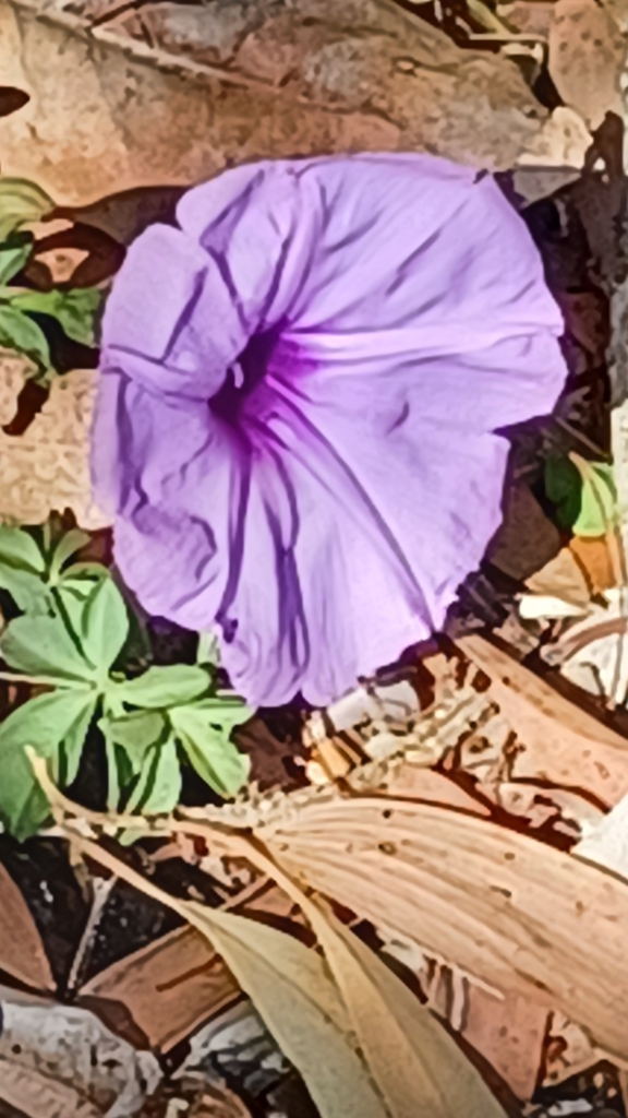 Mile-a-minute Vine From Birkdale Qld 4159, Australia On September 19 