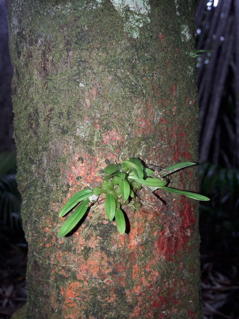 Bulbophyllum argyropus