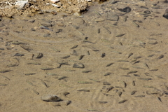 Cyprinodon salinus salinus